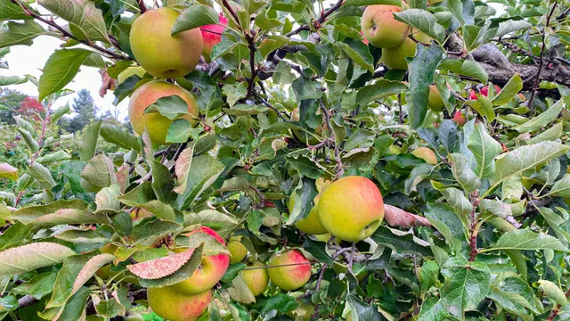 Easy Pickin's Orchard