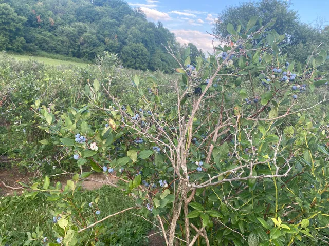 Casey's U Pick Blueberries