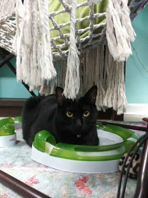 Purrmaid Cafe' and Adoption Center