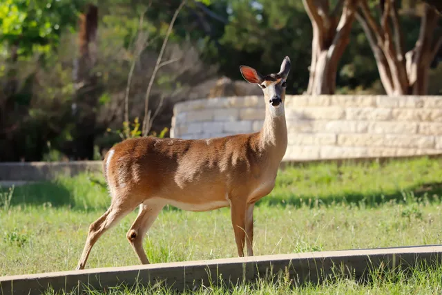 Lago Vista Golf Course