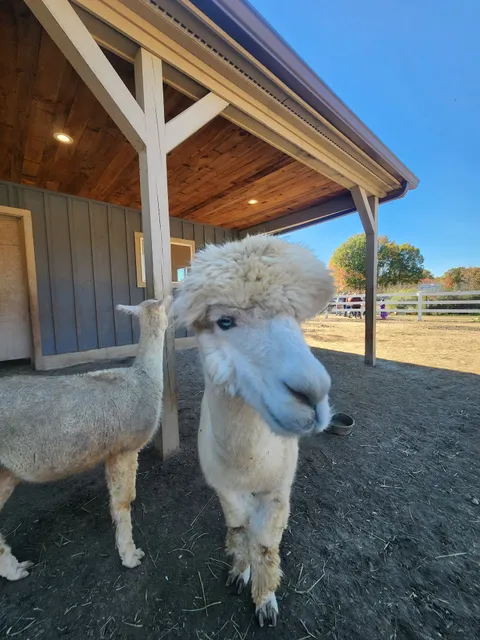 Roaring Acres Alpacas
