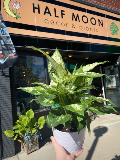 Half Moon Decor & Plants