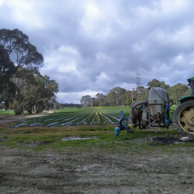 Mount Barker Strawberries