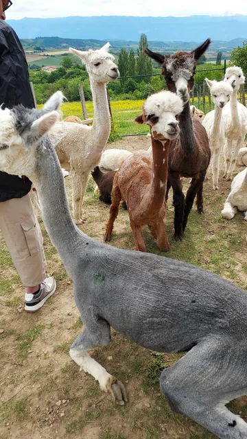 ALPAGAS DU DOMAINE MAEL