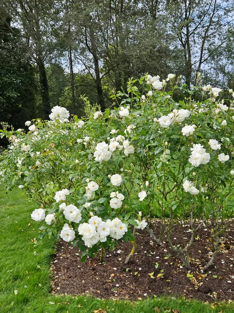 Morden Hall Park Rose Garden