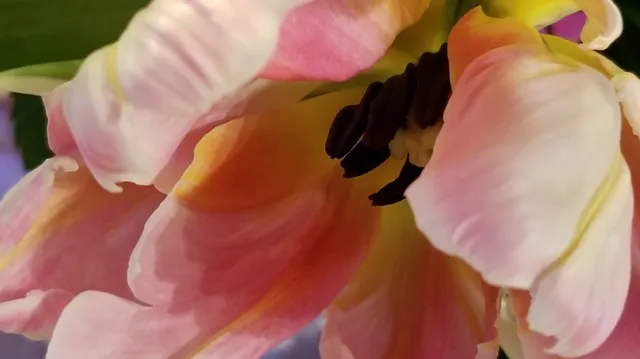 Eva's Flowers and Gifts Inc