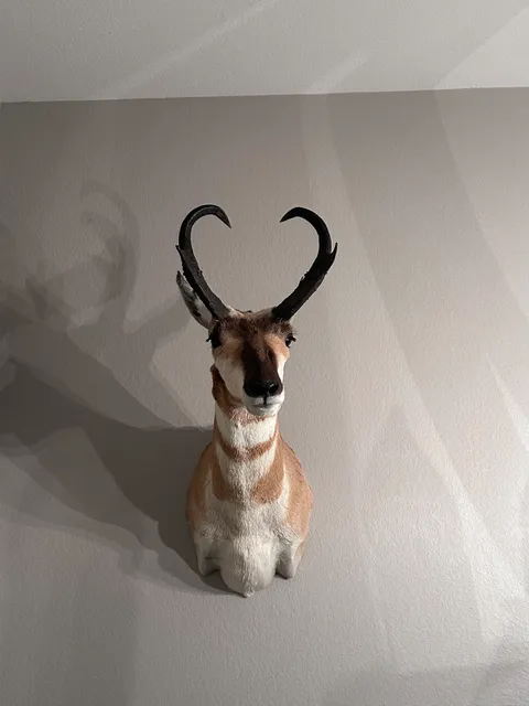 Woodbury Taxidermy