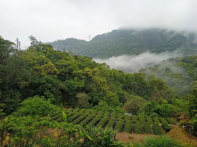 貓空觀光茶園
