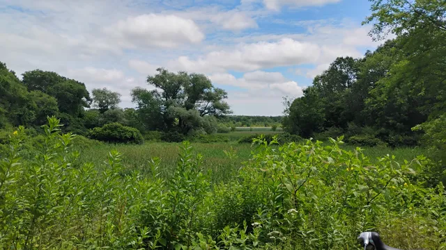 Arlington's Great Meadows