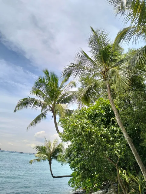 90 Degree Coconut Tree