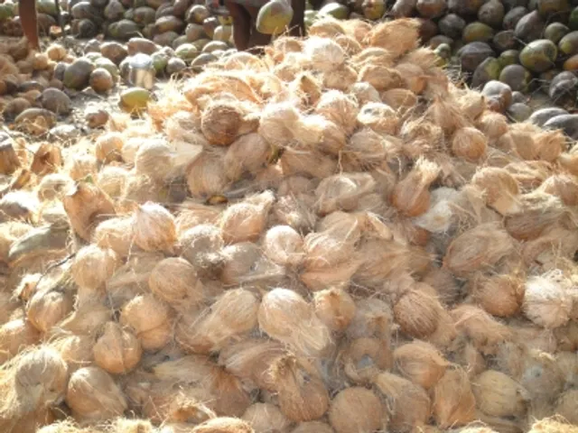 Coconut Wholesaler Thrissur