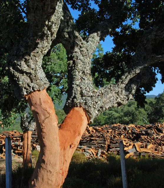 Portugal Farm Experiences & Tours