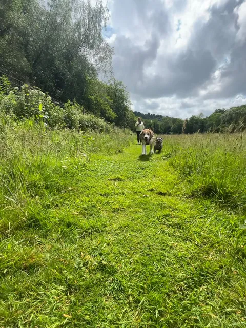 Islwyn Secure Dog Walking Field