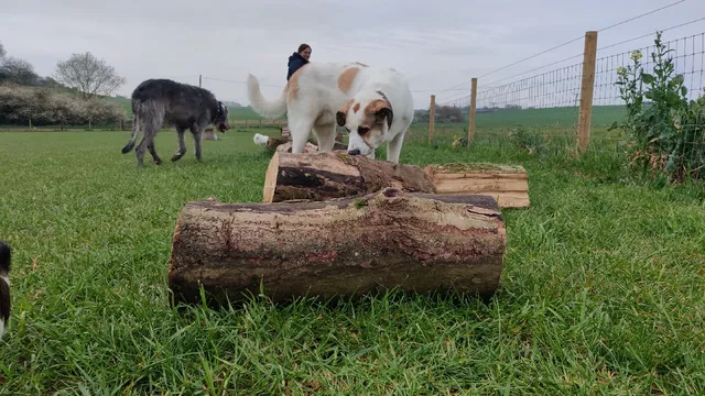 Naughty Paws Play Paddock & Dog Walking Field
