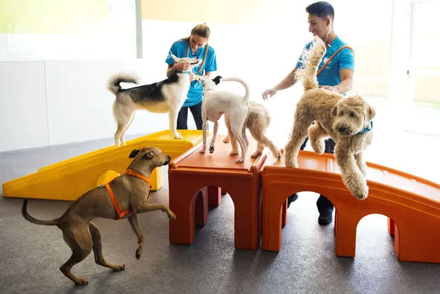 Dogtopia of Jacksonville at the Avenues