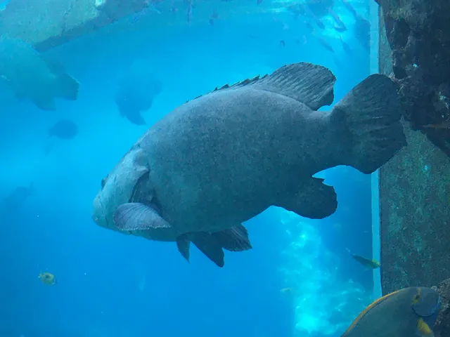Water Stairs (Kaiyohaku Park)
