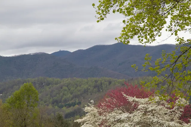 Hamilton Rhododendron Gardens