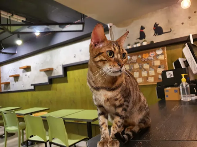 Cat's Fish Store (coffee)