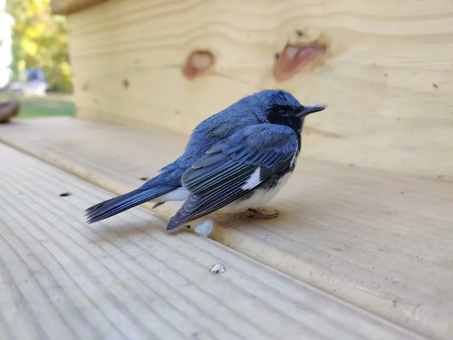 Wings Wildlife Rehabilitation