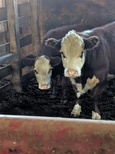 Carthage Livestock, Inc