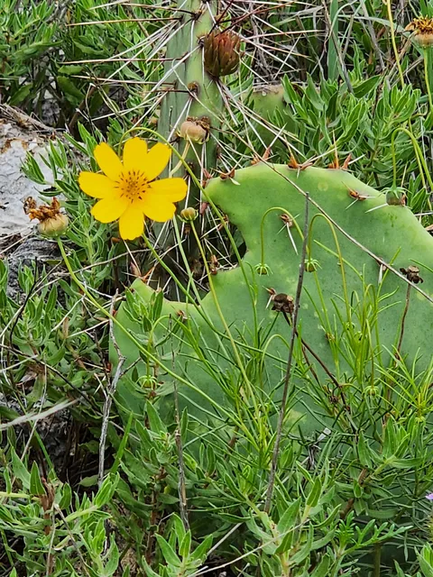Triangle Ranches of Texas
