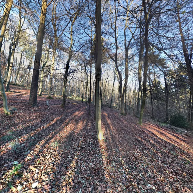 Wendover Woods