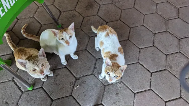 THE BLUE PUB Restaurant & Lodge