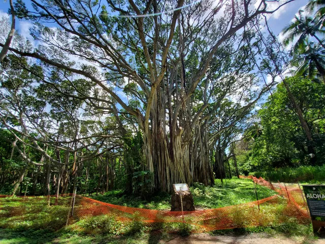 Banyan Tree