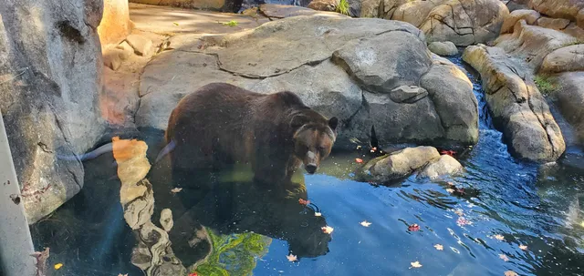 Grizzly Bear Habitat