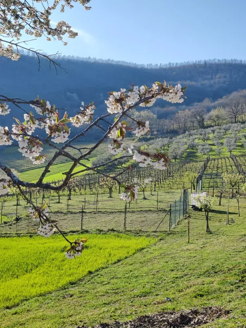 Azienda agricola biologica Meazzi e Agriturismo Colle Pu
