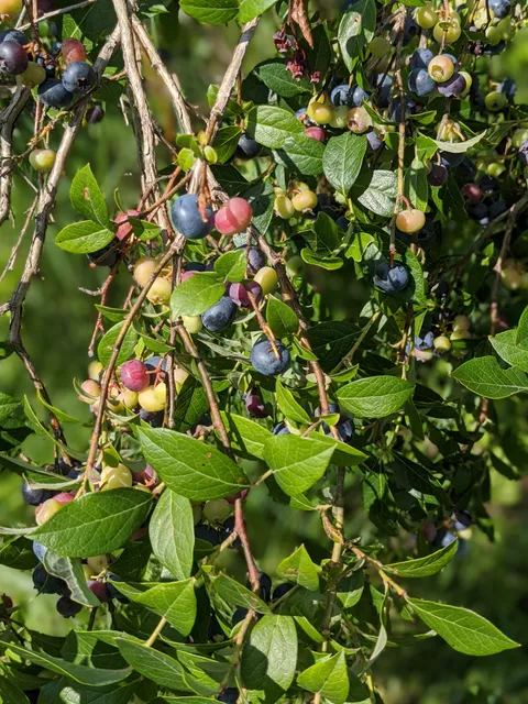 From the Chef's Garden - Crystal Spring of Vermont