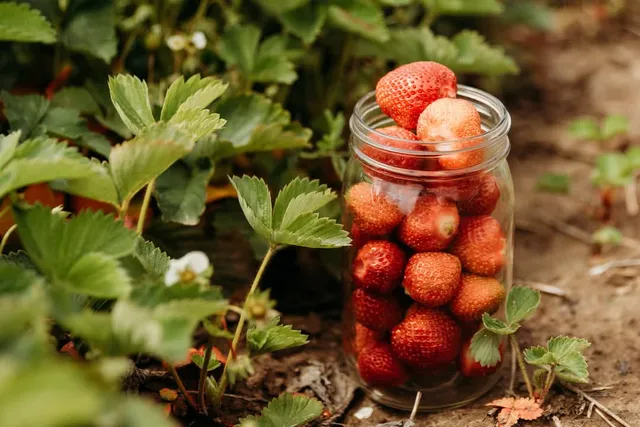 Stadelman Valley Farms & Duyck Family Farms Produce