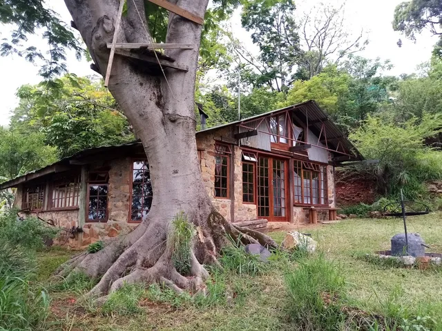 Bushwhacked, Barberton.