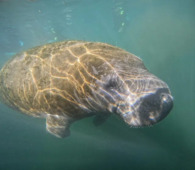 Salty Siren Tours - Swim With Manatees