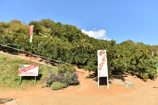 Akazato Garden (Mandarin Orange Picking)