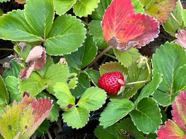 Richardson Family Organic Farm