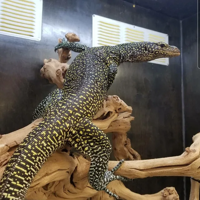 Paramount Pet Entertainment - Reptile Parties & more!