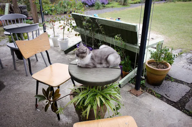 Songdang trees Gardening Center