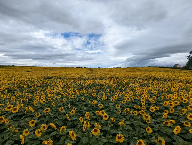 East Grange Pumpkin Patch