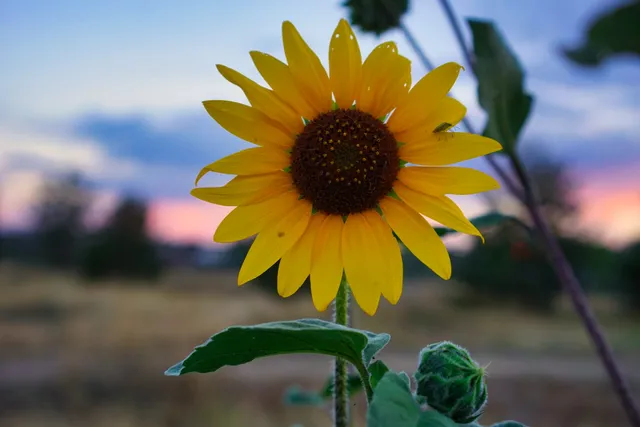 City of Chennai Park