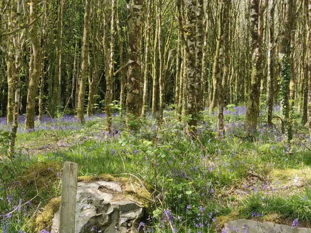 Rossmore Forest Park Playground