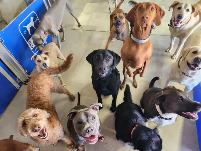 Bark Canine Club & Resort