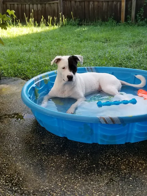 SODO Veterinary Hospital