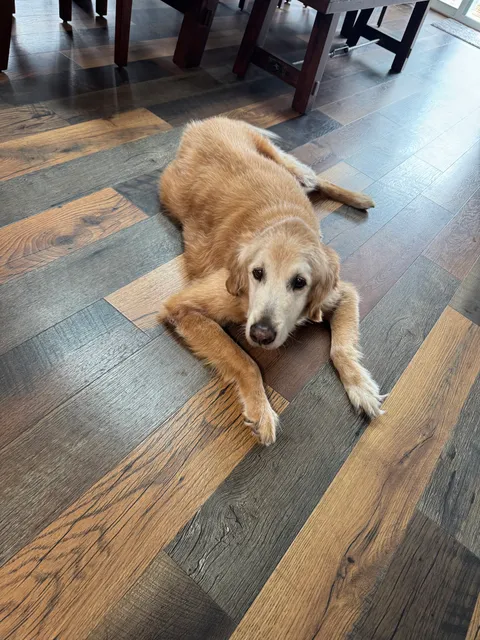 Faithful Companion Pet Cremation Services