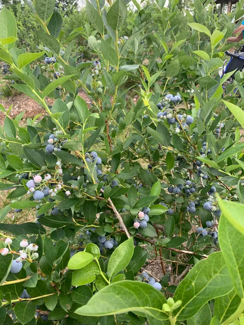 Star Farm Blueberries