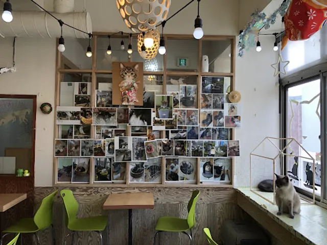 Yang2 Yang2 cat cafe