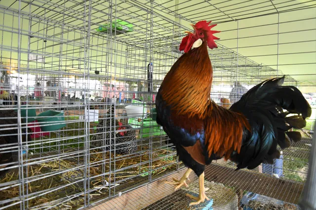 Hamilton County Community Fair