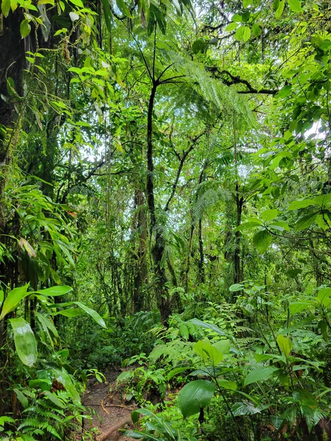 Chato Volcano Trailhead