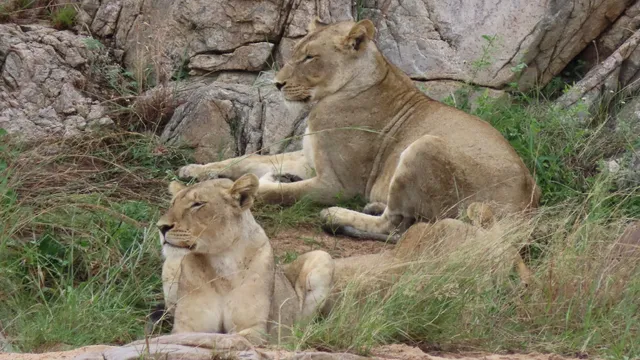 Kruger Gateway Safaris