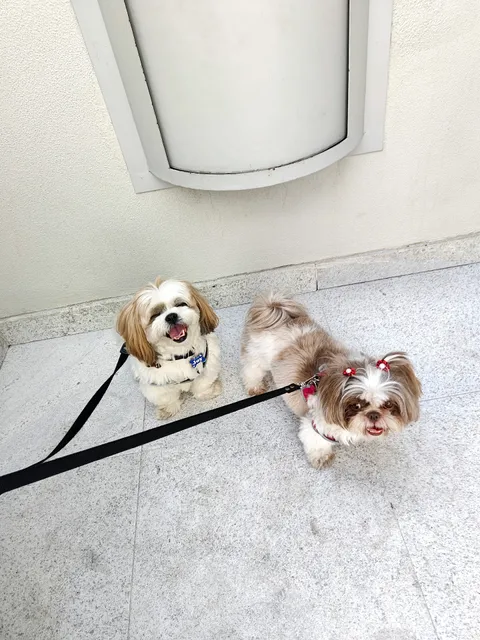 Didi Dog Passeador de Cachorro